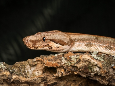 Boa Constrictor — 20251115-2025-11-15 — 60 × 40 cm