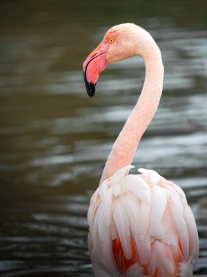 Phoenicopterus Roseus — 20251201 — 40 × 60 cm