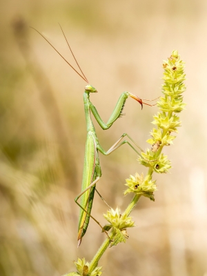European Praying Mantis in Venoy — 40 × 60 cm