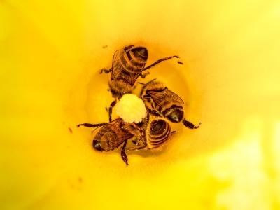 Apis Mellifera — Les Planches-en-Montagne — 40 × 30 cm