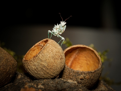 Pseudocreobotra Lestoni — 40 × 30 cm