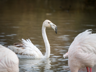 Phoenicopterus Roseus — 20251201 — 40 × 30 cm