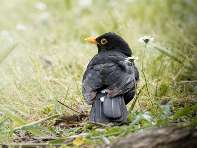 Colombe Delons — Best Of Mai 2026 