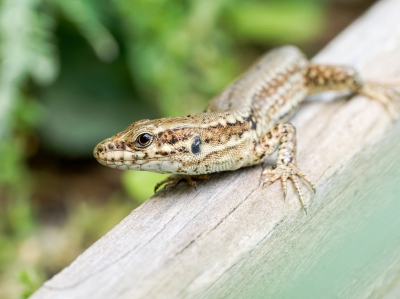 Podarcis Muralis — 20250521 — 60 × 40 cm