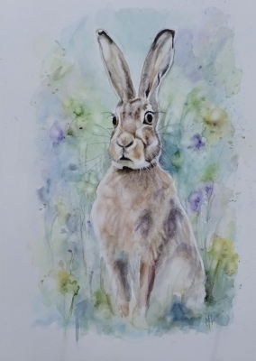 Meadow Hare 