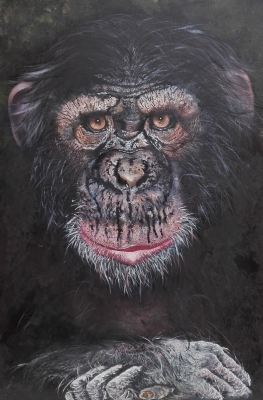 Chimp