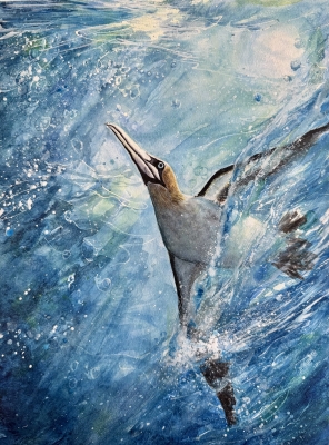 Soar