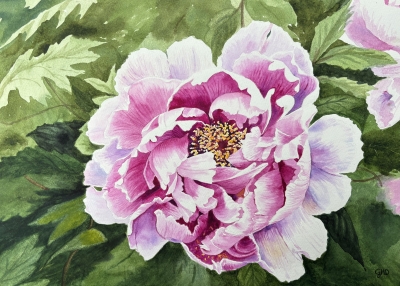 PERFECT PEONY 