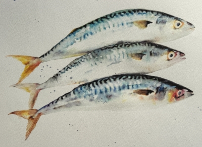Three Mackerel Fish
