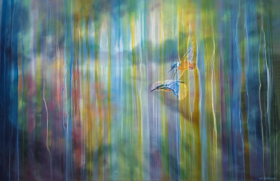 Kingfishers over the River Ouse 