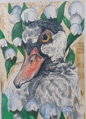 A Duck
