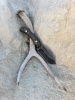 Old Hunter | USA Made Hunting Knife | Handmade in USA Fixed Blade Knife