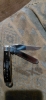 Case jigged buffalo horn mini trapper