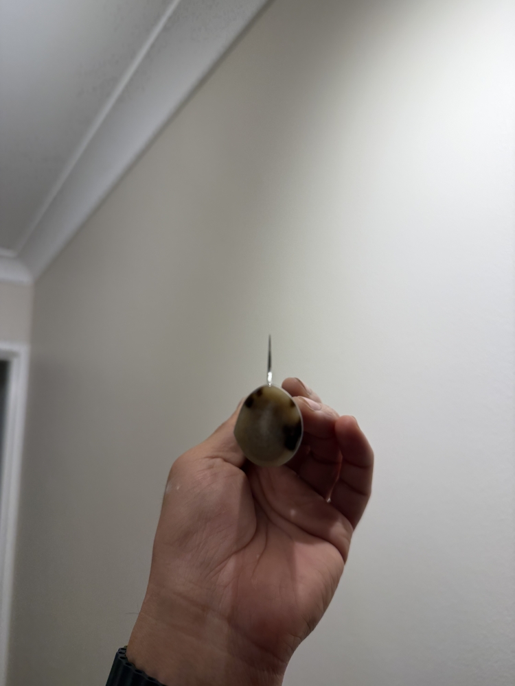 Mazaki Aogami Super 210mm Gyuto