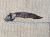 Franklin Mint Howling Timber Wolf Folding Knife 