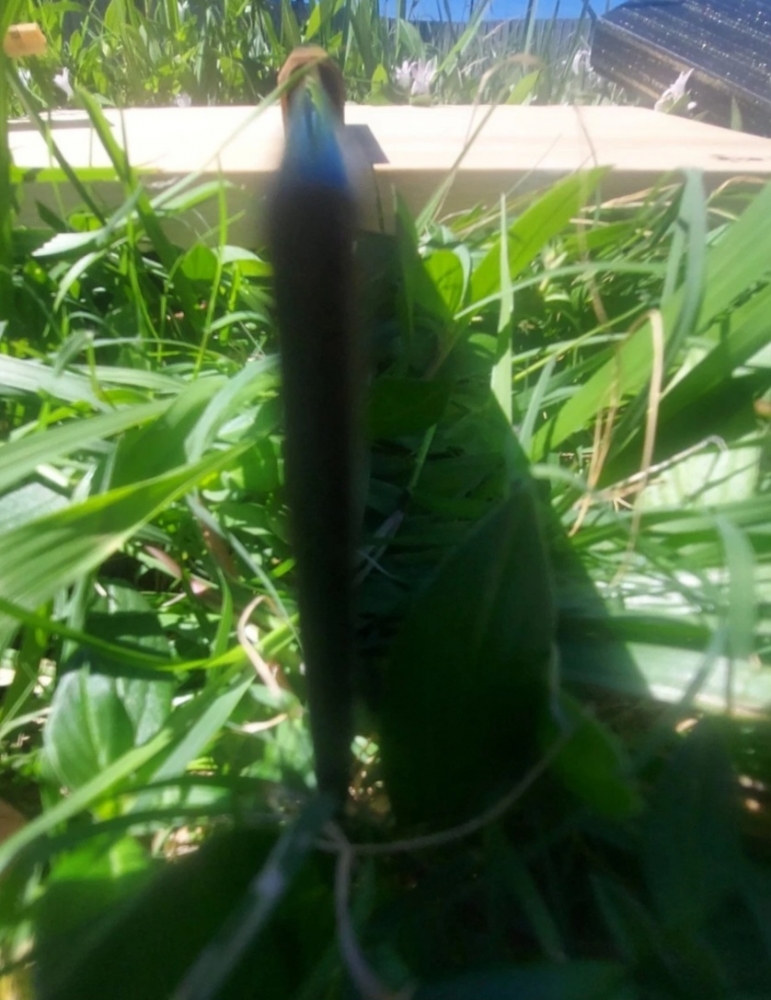 Takuyuki × Itsuo Doi Aogami #2 180mm Ku Tsuchime Nakiri