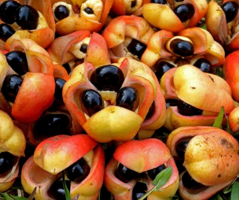 Ackee fruit national de la Jamaïque