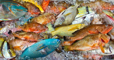 poisson frais mer des caraibes