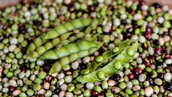 Pois d'angole légumineuse riche en vitamine C