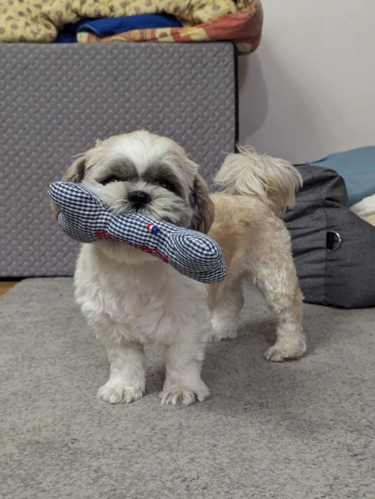 jouet pour chien personnalisable par broderie