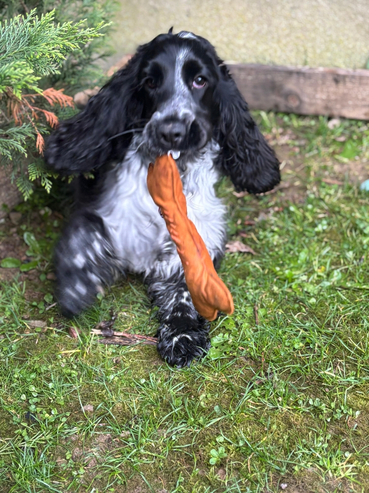 jouet pour chien personnalisable par broderie