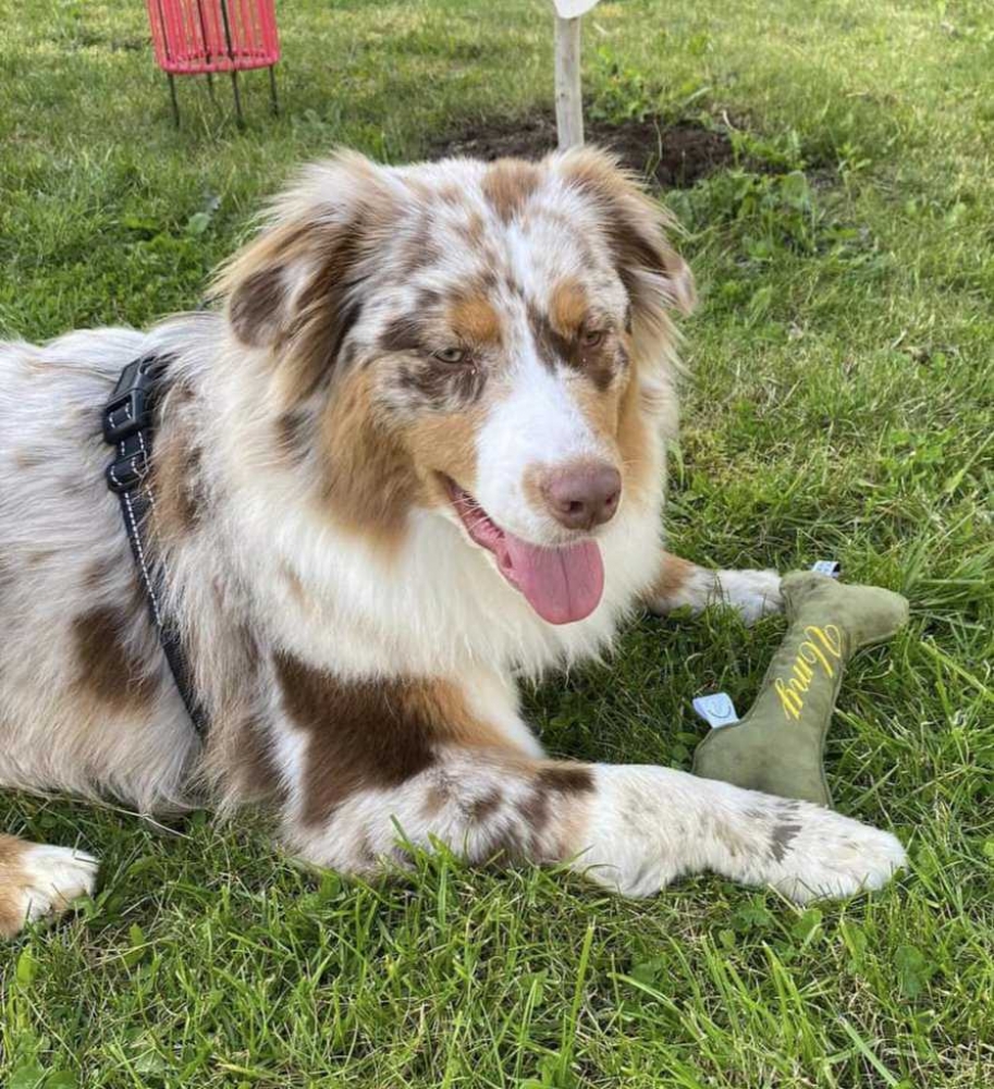 jouet pour chien personnalisable par broderie