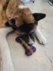jouet pour chien personnalisable par broderie
