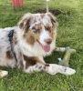 jouet pour chien personnalisable par broderie