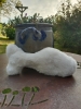 Jouet pour chat  
