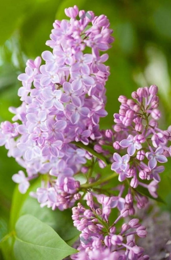 Macérât huileux de lilas