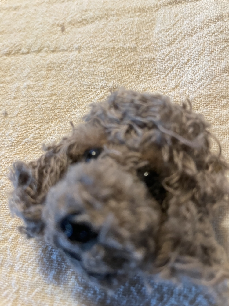 Tête de caniche