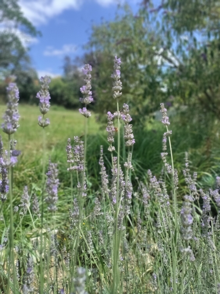 Macérât huileux de lavande