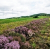 Macérât huileux de thym