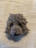 Tête de caniche