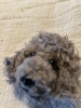 Tête de caniche