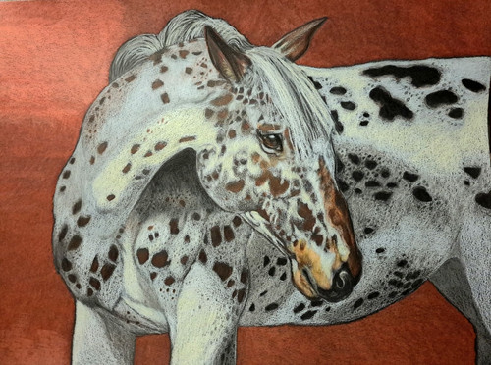 Appaloosa, dessin original aux crayons de couleurs