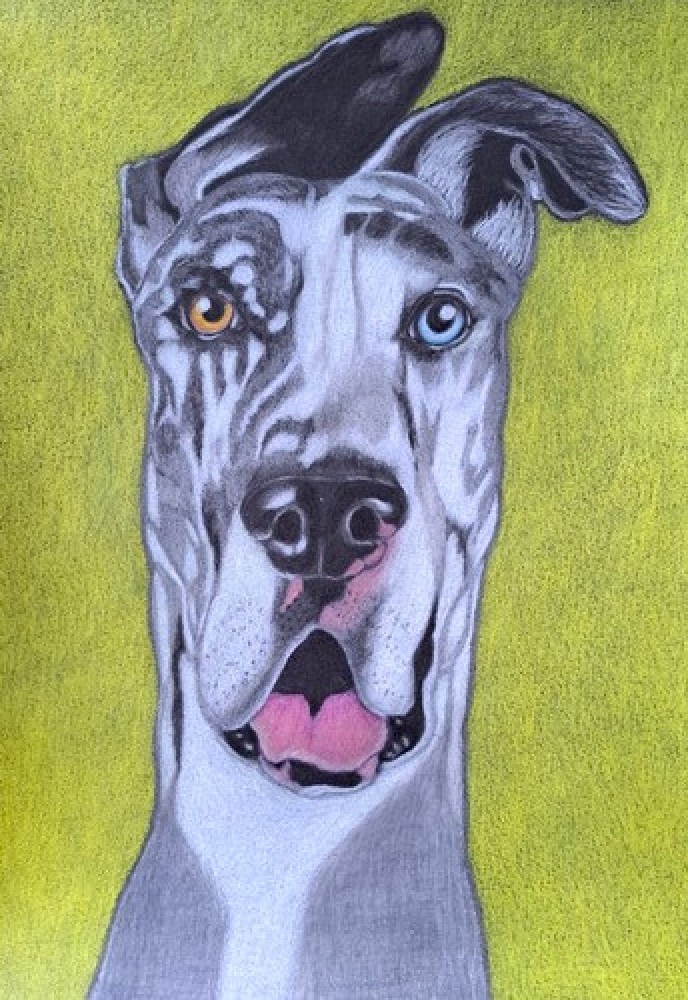 Dog 4, dessin original aux crayons de couleurs