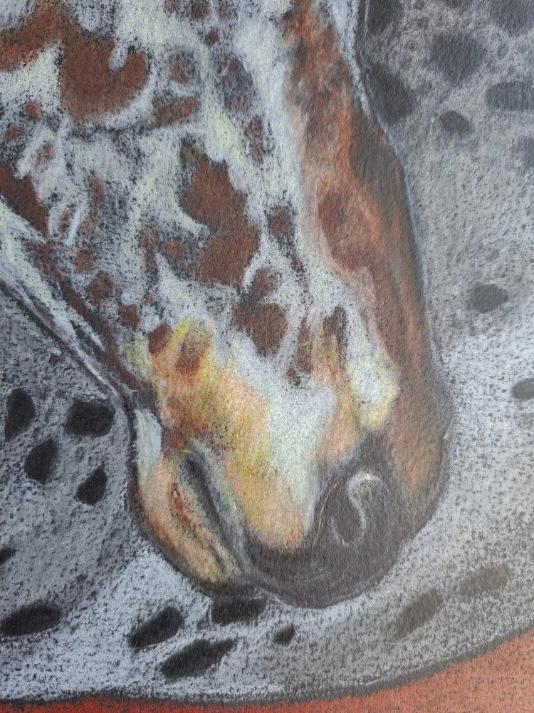Appaloosa, dessin original aux crayons de couleurs