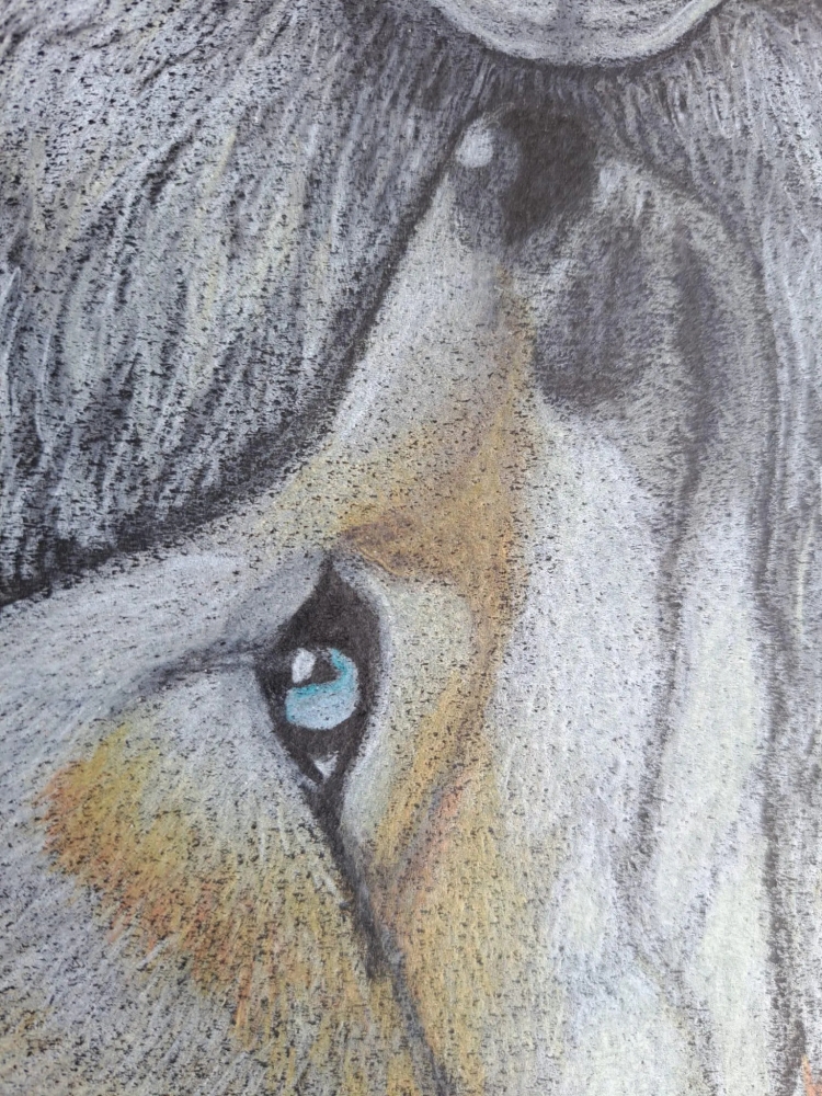 Renards, dessin original aux crayons de couleurs