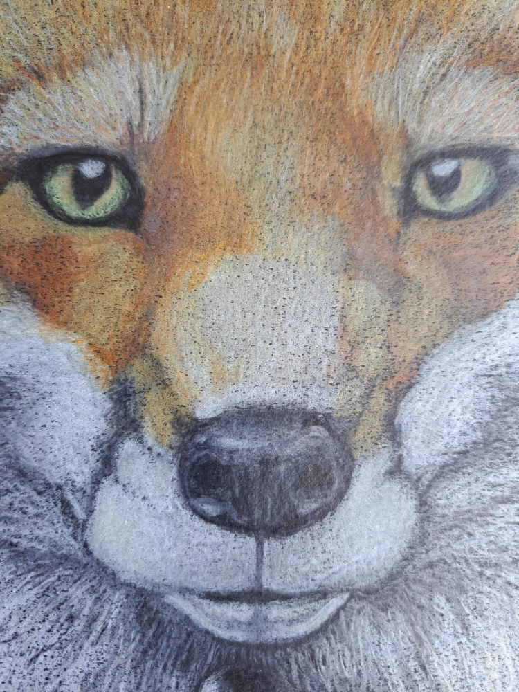Renards, dessin original aux crayons de couleurs