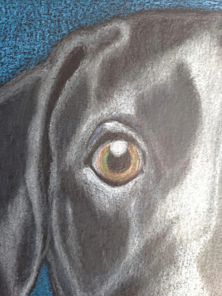 Dog 7, dessin original aux crayons de couleurs