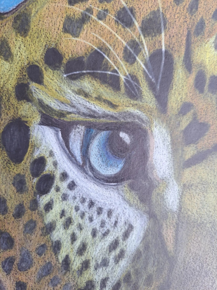 Panthère, dessin original aux crayons de couleurs