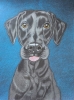 Dog 7, dessin original aux crayons de couleurs