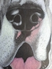 Dog 5, dessin original aux crayons de couleurs