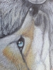 Renards, dessin original aux crayons de couleurs