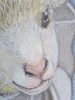 Petite fille à l'agneau, dessin original aux crayons de couleurs