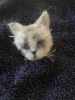 Chaton gris