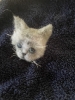 Chaton gris
