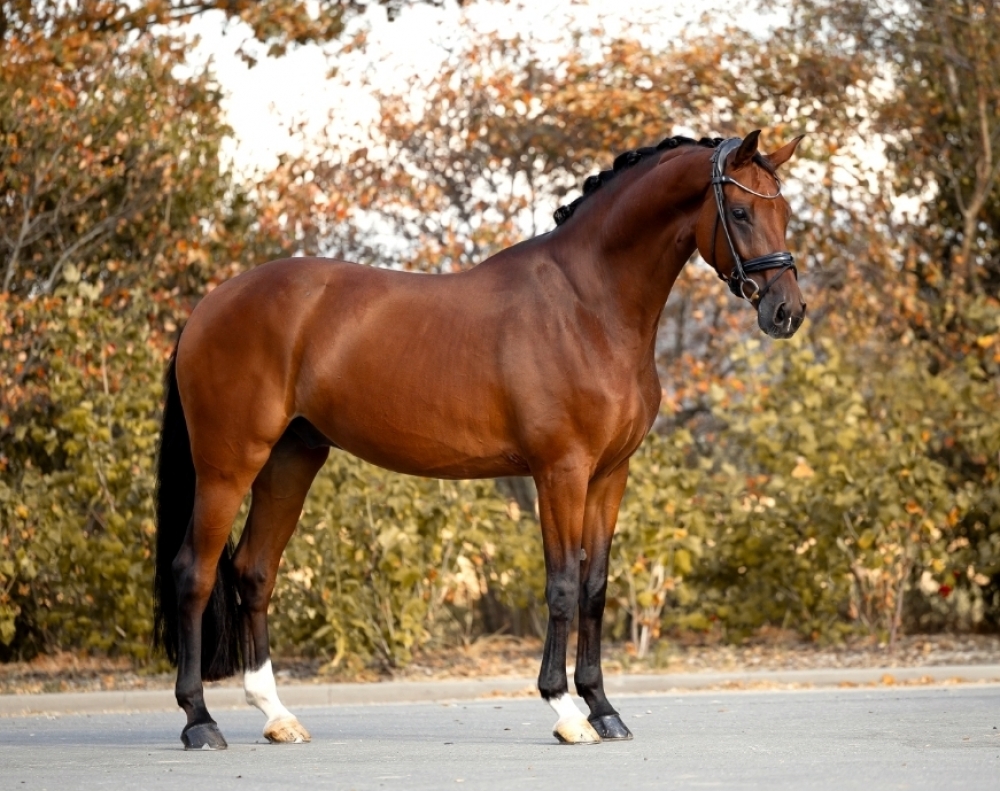 Maximillian von Donner 