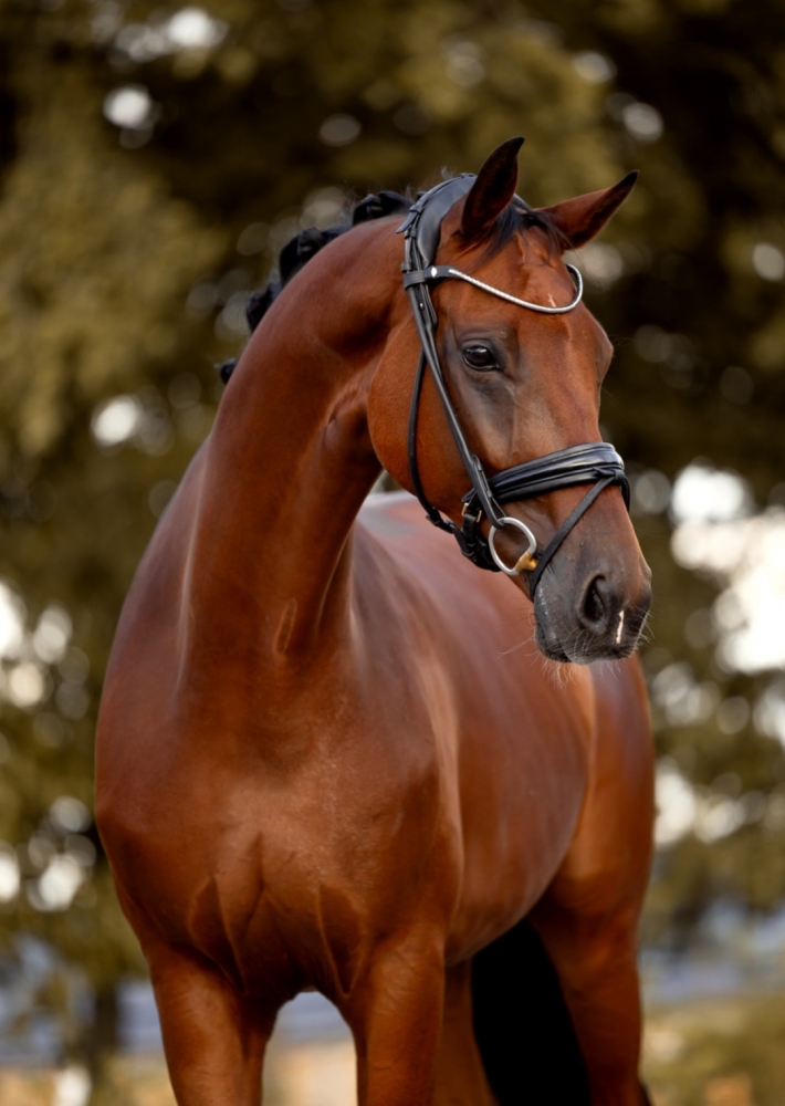 Maximillian von Donner 